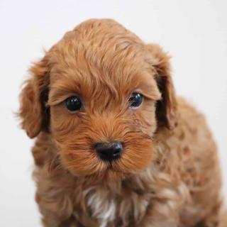Name This Red Cockapoo Boy
