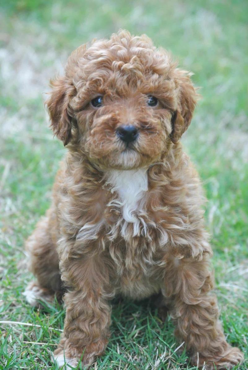 Name This Beautiful Goldendoodle Puppy