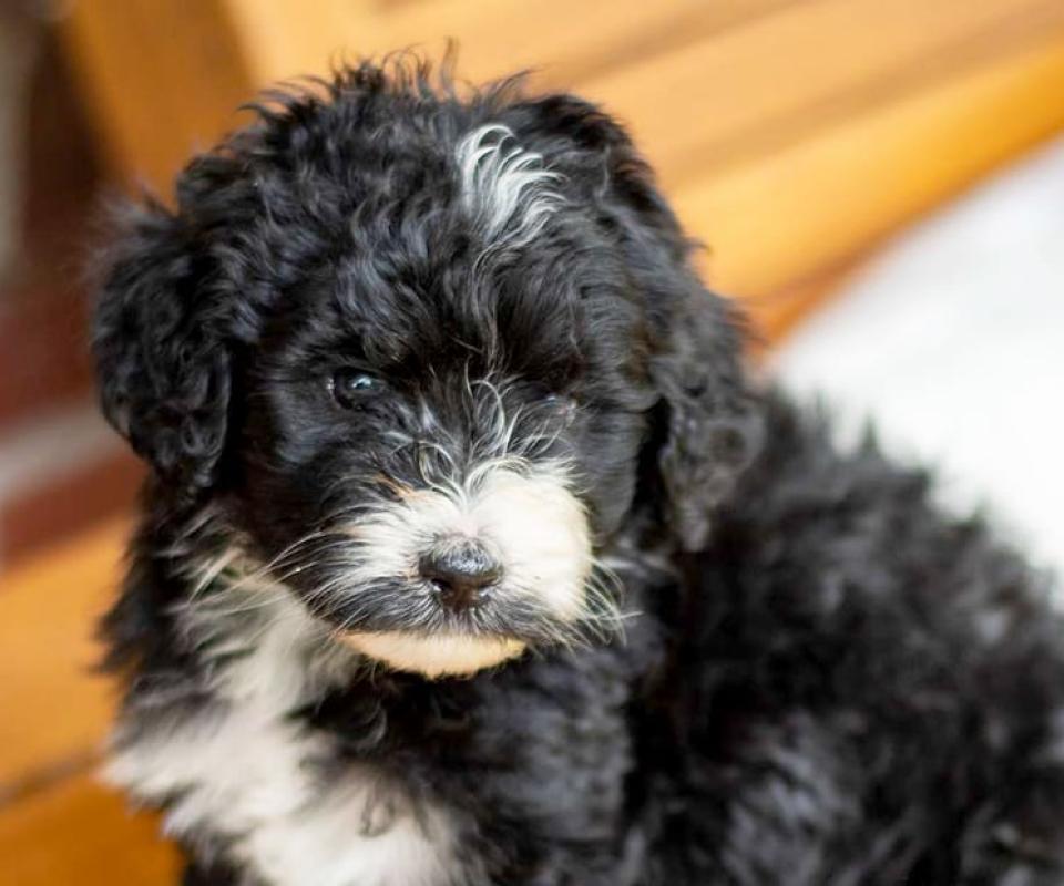 Aussidoodle Puppy