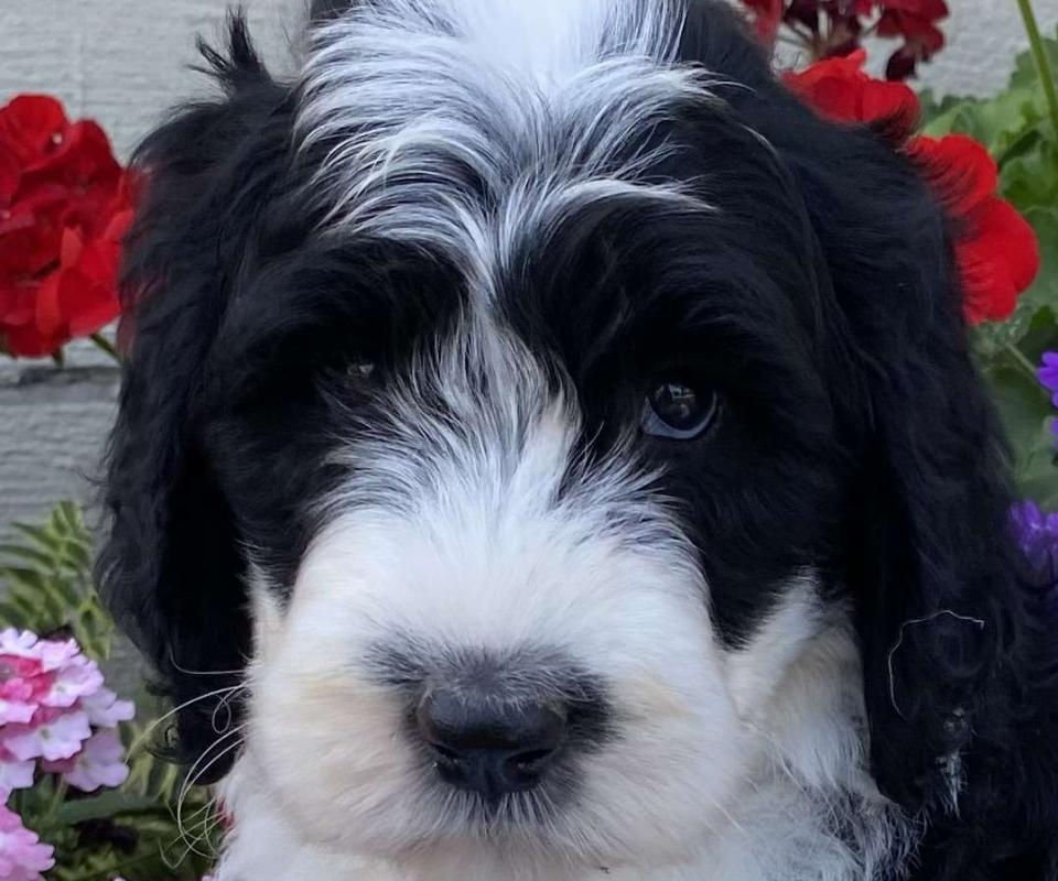 Available Sheepadoodle