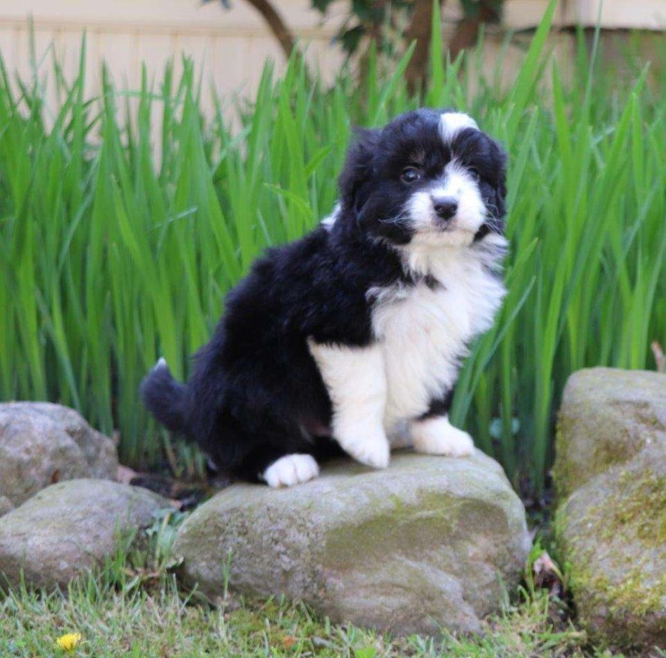 Aussiedoodle Available