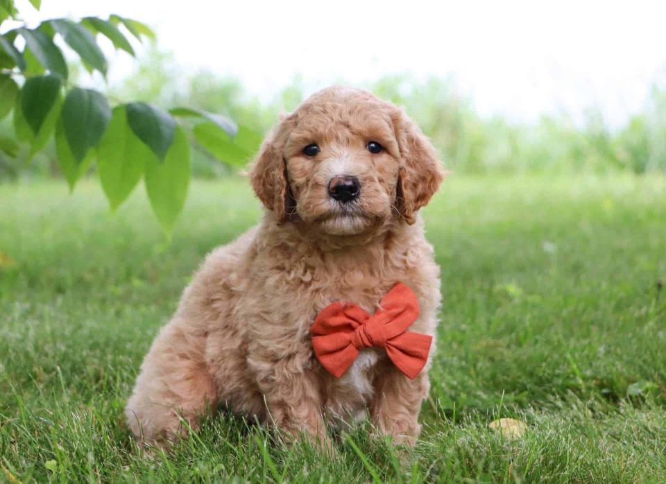 Goldendoodle Male Pup