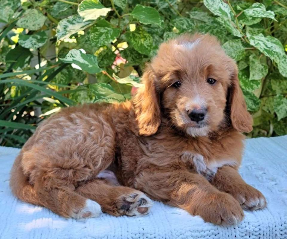Available Goldendoodle