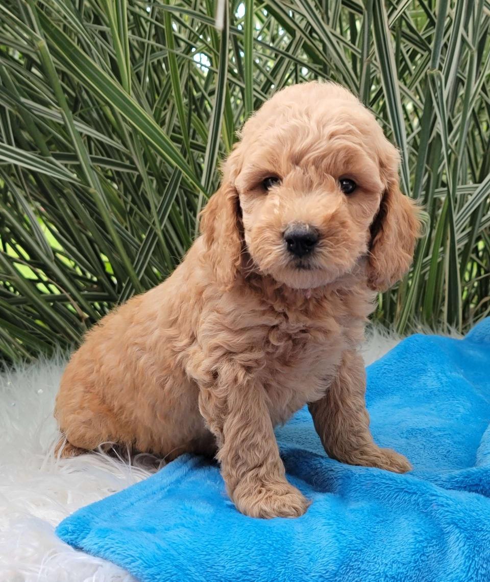 Available Goldendoodle