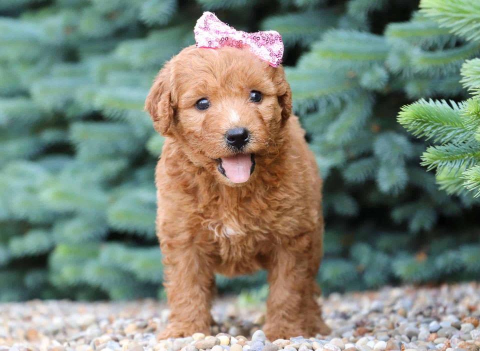Cute Goldendoodle Available