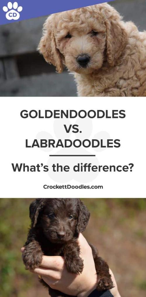 Goldendoodles vs Labradoodles