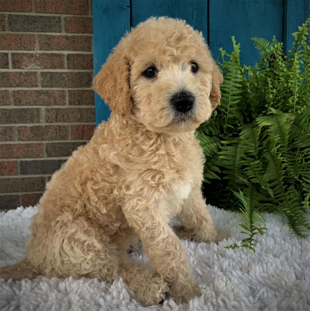 Labradoodle Puppy from Crockett Doodles