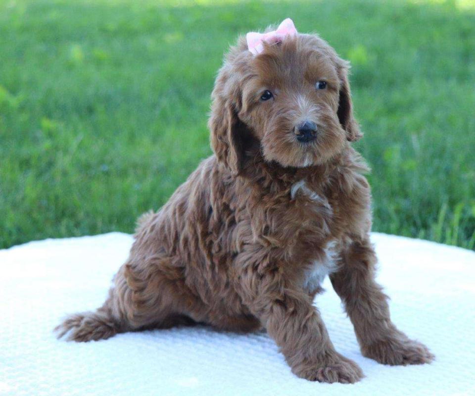 Available Labradoodle