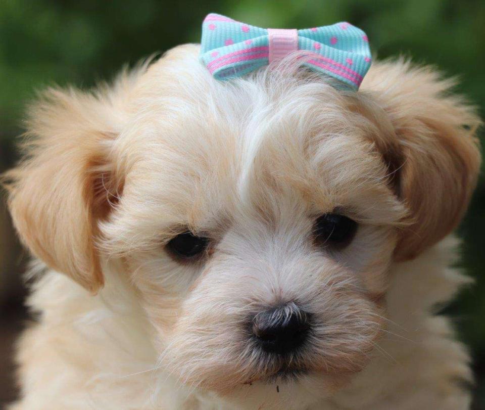 Maltipoo Available