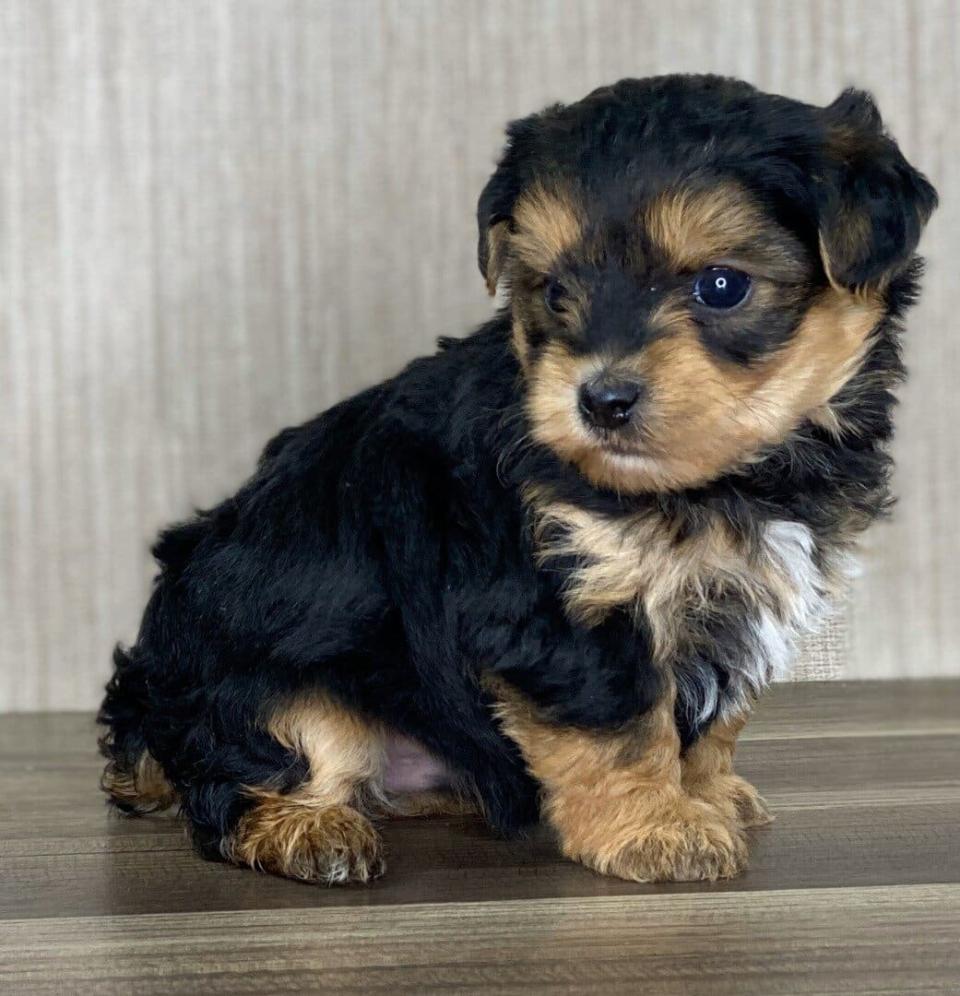 Yorkipoo Available