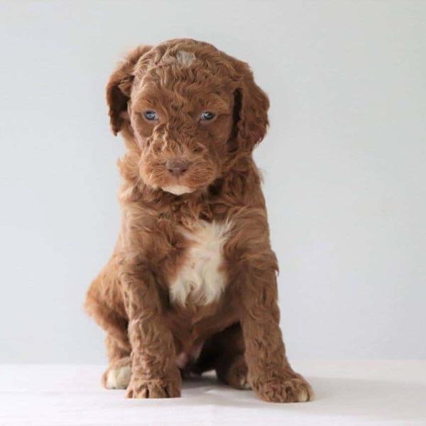 Red Standard Labradoodle Pup