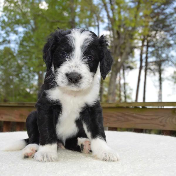 Black and White Sheepadoodle