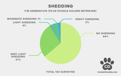 F1B Goldendoodle Shedding Statistics