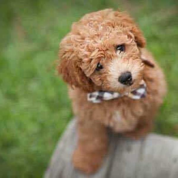 Apricot Toy Goldendoodle