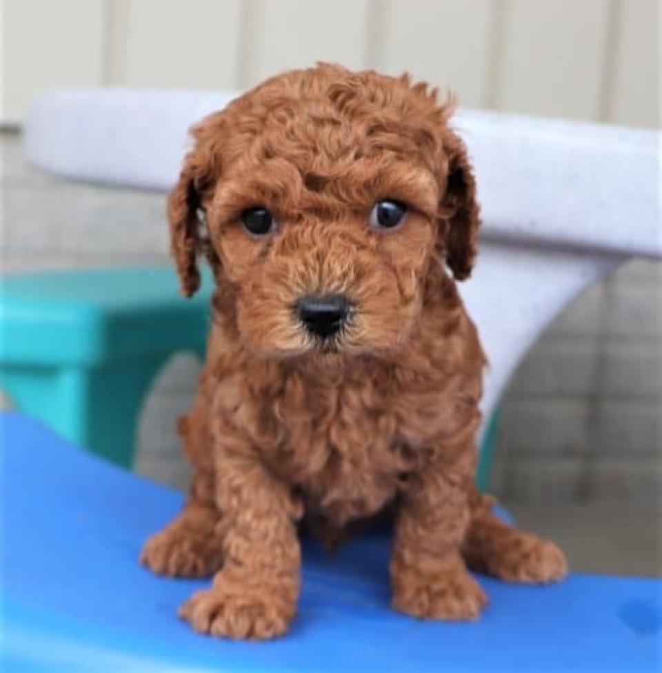 Red Maltipoo