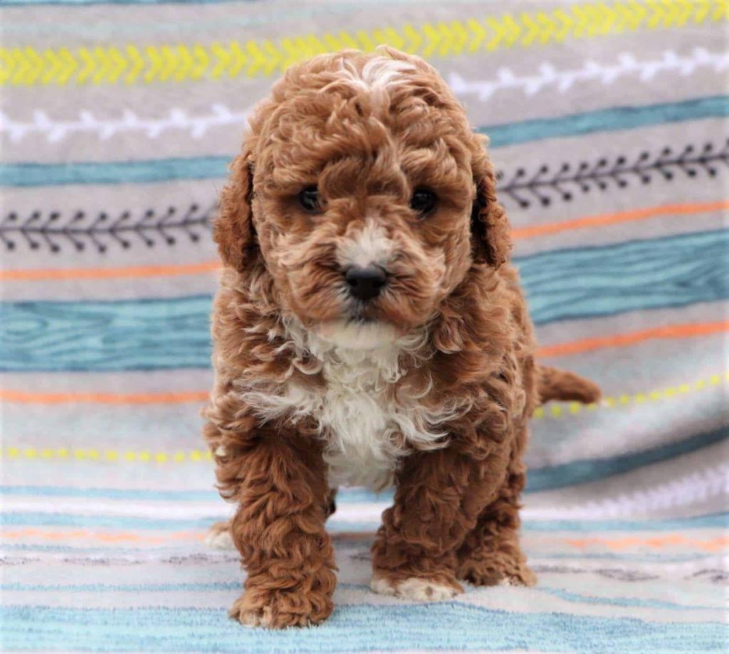 Red and White Mini Goldendoodle