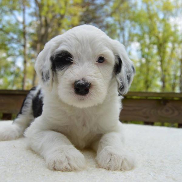 Mostly White Sheepadoodle