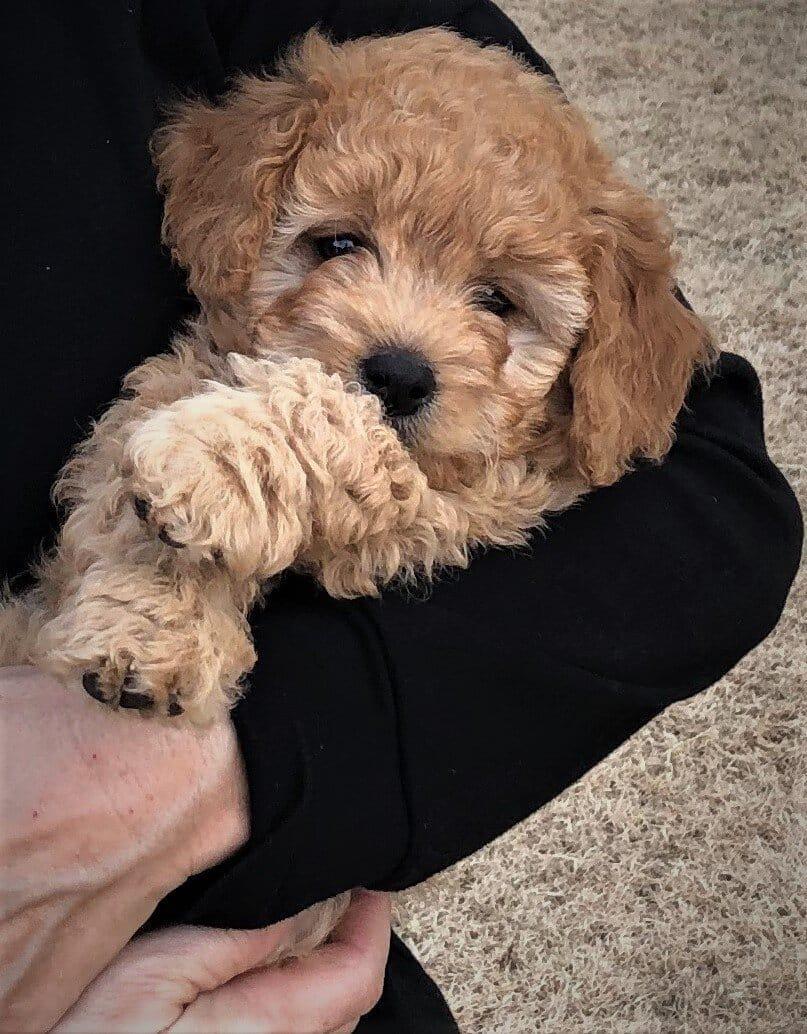 Bret Baier’s mini Goldendoodle puppy Lila being held by Kelly Boyle (Greenville, SC guardian home for Crockett Doodles) before flying to meet the her new forever home.
