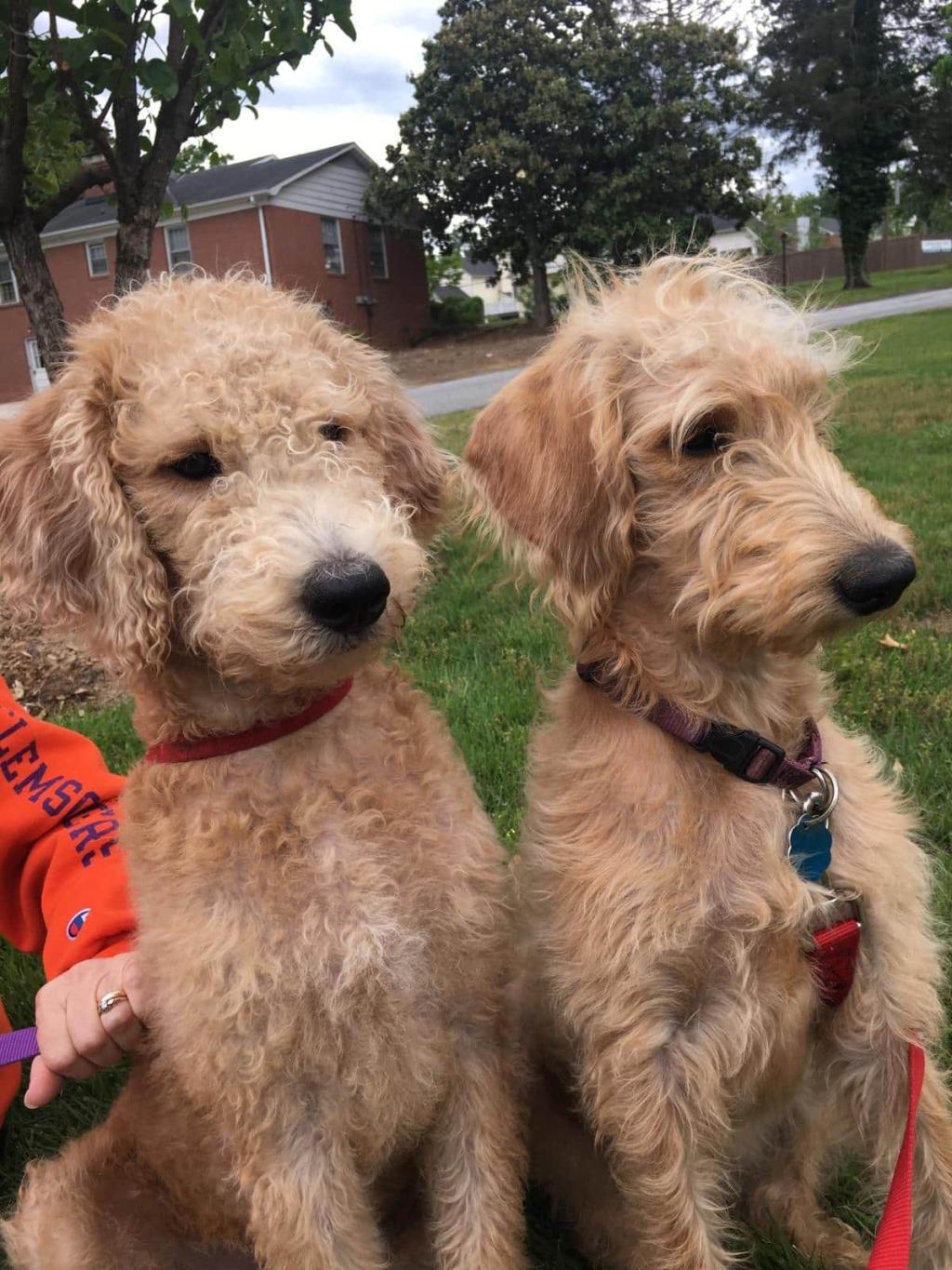 Maisy (Labradoodle mom) is on the right, with her sister, Buffy on the left