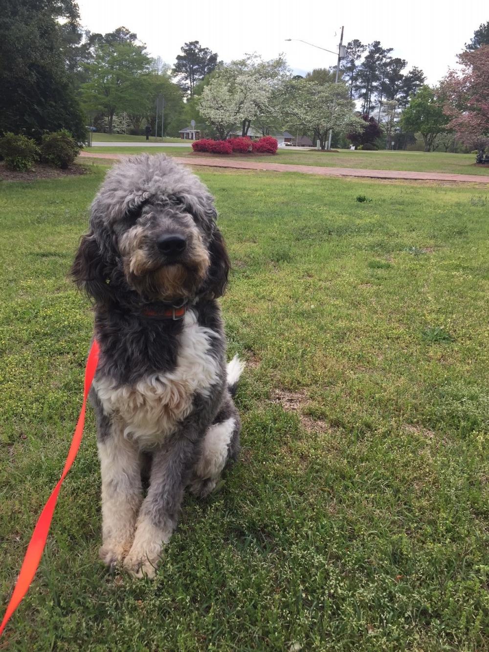 George, the one year old Newfiedoodle