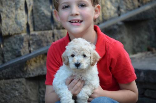 Snowball Goldendoodle-2