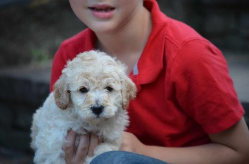 Snowball Goldendoodle-3