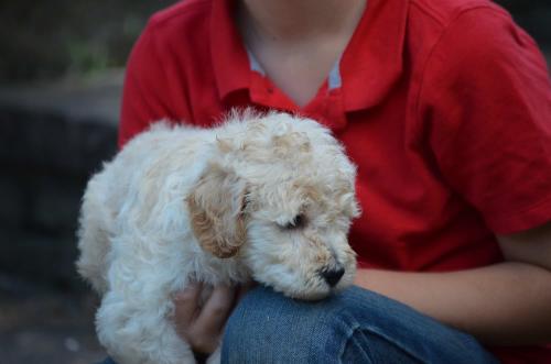 Snowball Goldendoodle-6