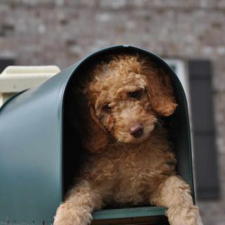 Best Caption for Goldendoodle in Mailbox