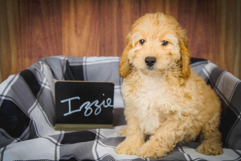 Cockapoo Available