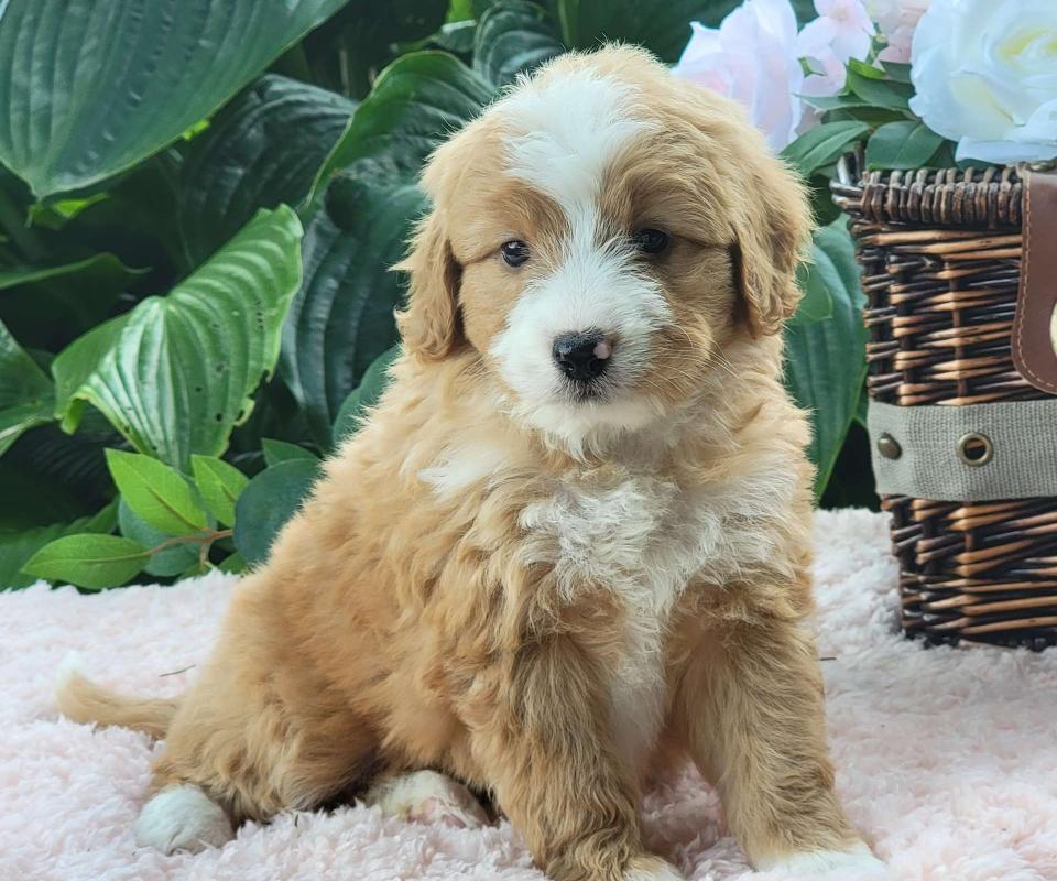Cute Bernedoodle Available
