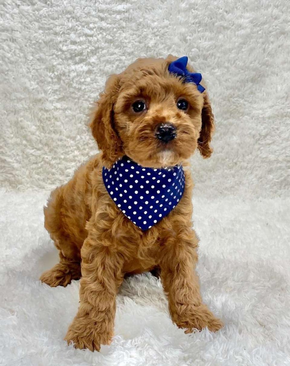 available cockapoo