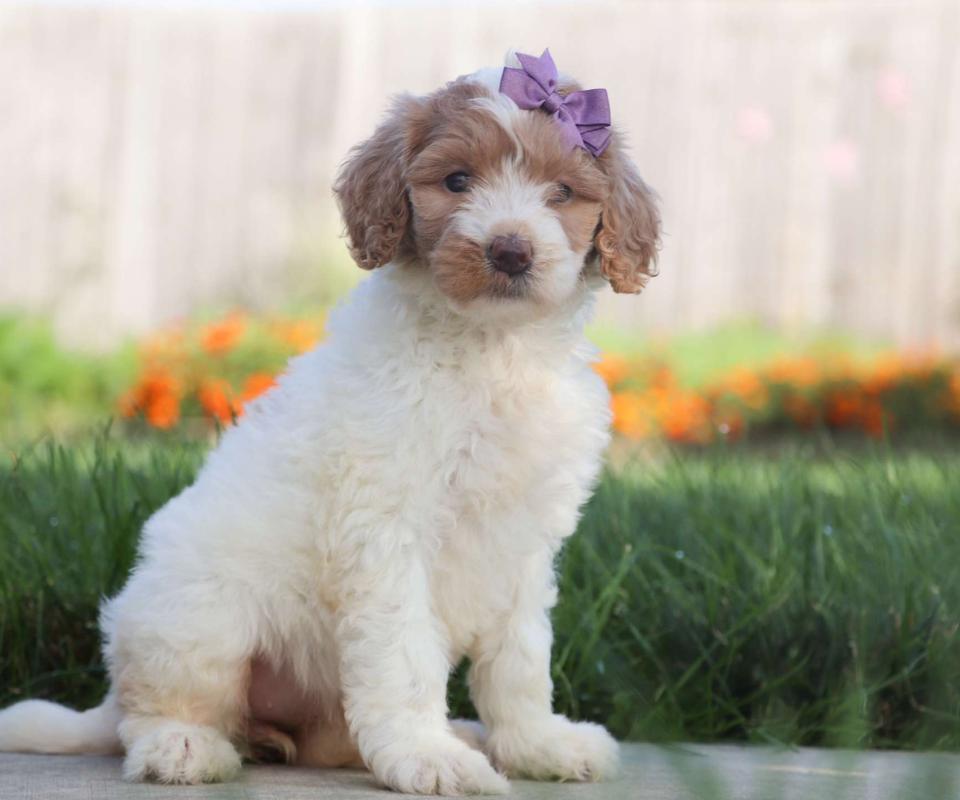 white/brown goldendoodle puppy