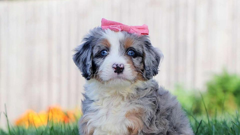 Merle tri-color Bernedoodle Puppy