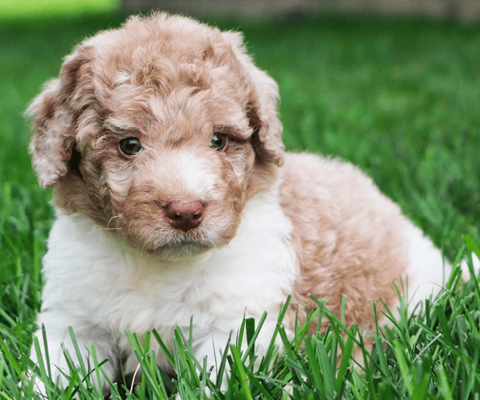 Brown/White Newfiedoodle Puppy