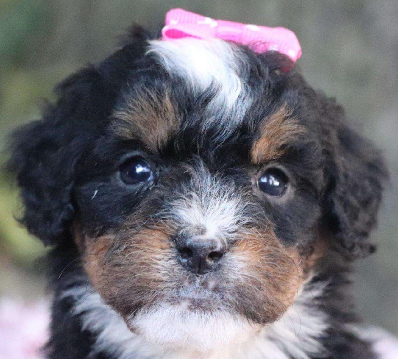 Willow, the Bernedoodle girl