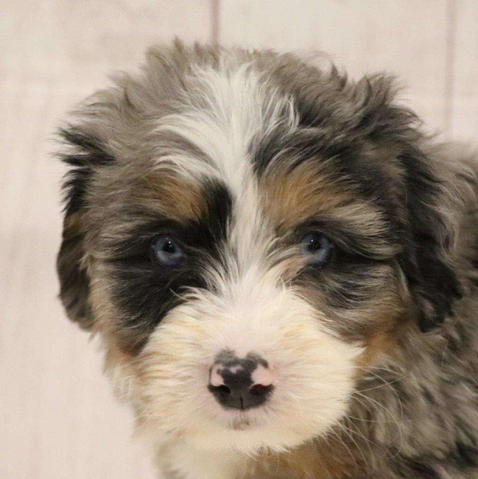 Bernedoodle Available