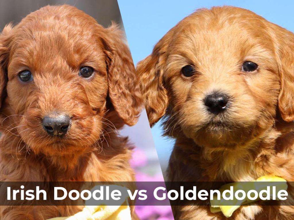 Goldendoodle vs Irish Doodle