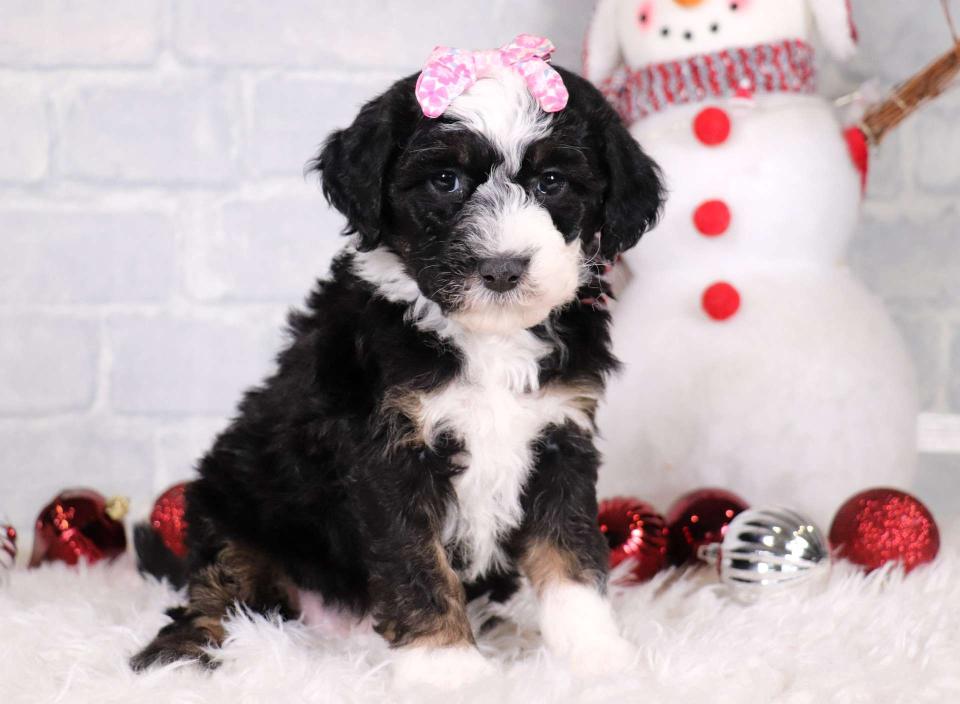 Sheepadoodle Available