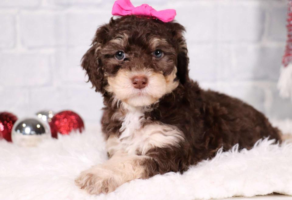 Sheepadoodle available