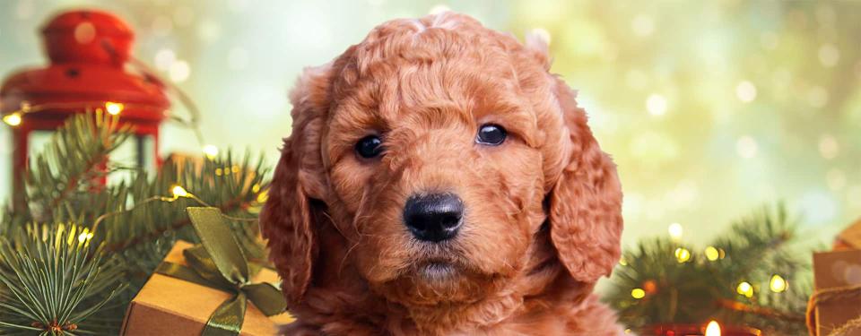 Goldendoodle Christmas Puppy
