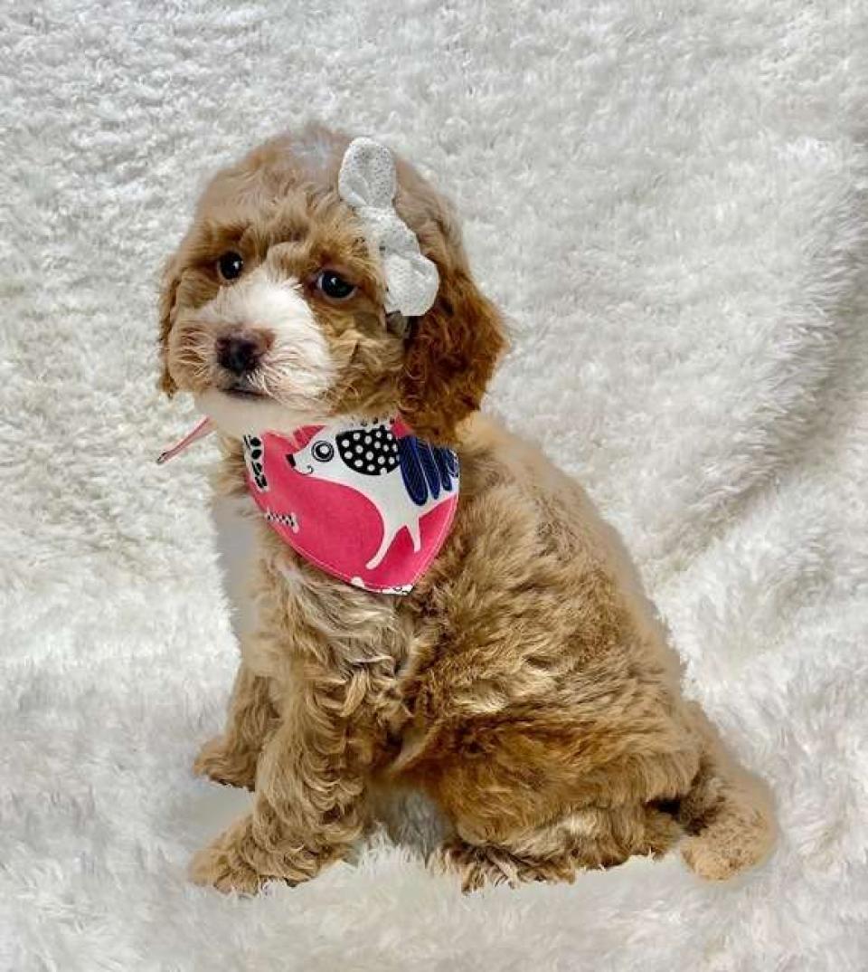 Available Cockapoo