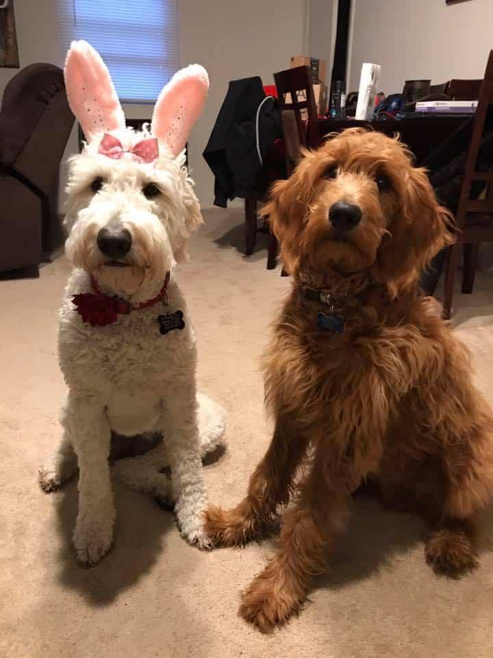 Best Easter Puppy Picture Option-12