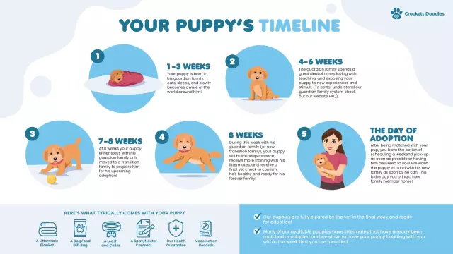 Crockett Doodle Puppy Adoption Timeline