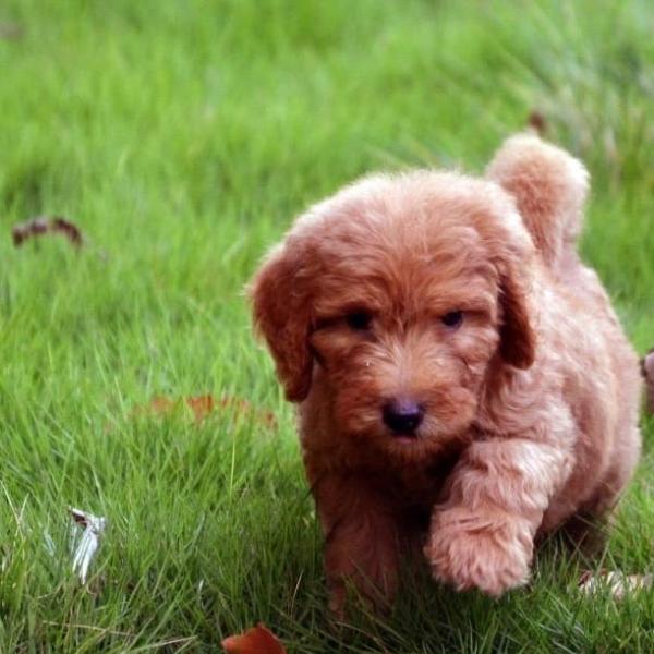 Red Goldendoodle
