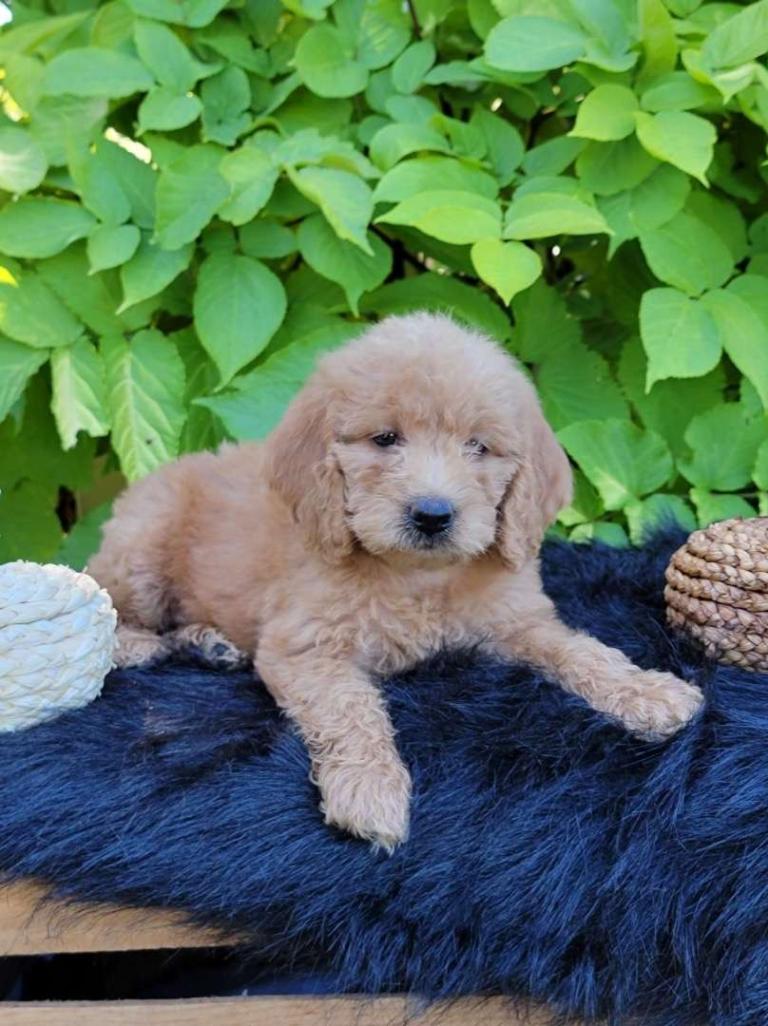 Best Orlando Labradoodles Available — Crockett Doodles
