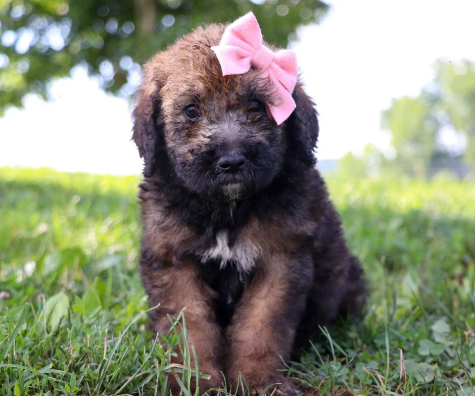 Best St. Louis Swiss Doodles Available — Crockett Doodles