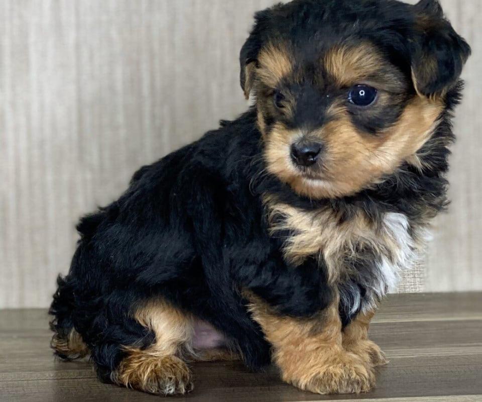 Yorkipoo Available