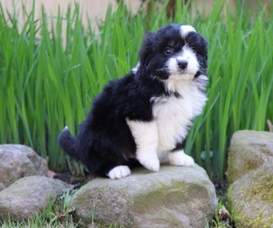 Aussiedoodle Available