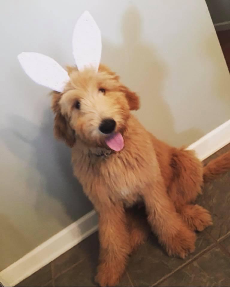 Best Easter Puppy Picture Option-9