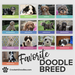 What Is Your Favorite Doodle Breed